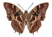 Charaxes eudoxus kateræl